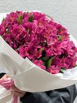 Alstroemeria violet L