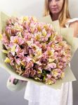 Pink alstroemerias