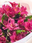 Alstroemeria 7