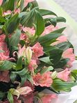 Alstroemeria pink 11