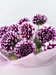 Purple dahlias