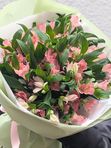 Alstroemeria pink 11