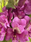 Alstroemeria
