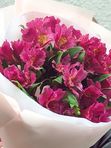 Alstroemeria 7