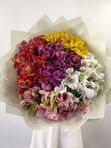 Alstroemeria mix