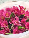 Alstroemeria 7