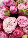 7 spray roses