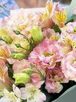 Alstroemeria with eustoma