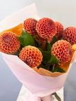 Orange dahlias