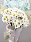 Chrysanthemum chamomile