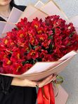 30 Red alstroemerias