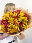 Red and yellow alstroemeria