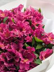 Alstroemeria violet L