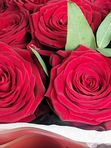 Red roses
