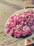 Pink sea Spray Pink Roses