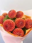 Orange dahlias