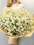 Sea of ​​daisies