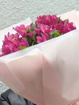 Alstroemeria 7