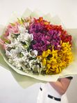 Alstroemeria mix