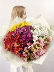 Alstroemeria mix