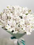 White Alstroemeria