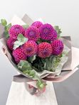 Pink dahlias