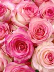 Roses Jumelia