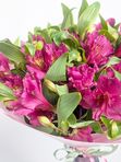 Alstroemeria