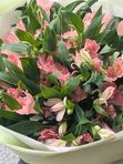 Alstroemeria pink 11