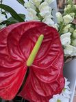 A bouquet of red anthurium