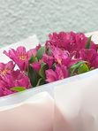 Alstroemeria 7