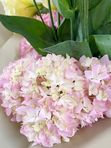 A bouquet of eustoma and hydrangea