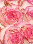 9 Pink roses in a box