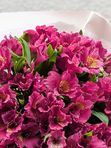 Alstroemeria violet L