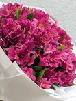Alstroemeria violet L