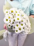 Chrysanthemum chamomile