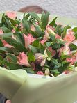 Alstroemeria pink 11