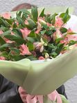 Alstroemeria pink 11