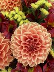 Bouquet Orange Sky