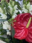 A bouquet of red anthurium