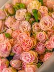 10 spray roses Madam Bombastic