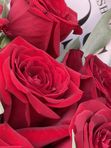 11 red roses