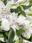 White Alstroemeria