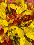 Red and yellow alstroemeria