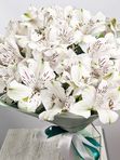 White Alstroemeria