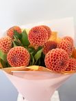 Orange dahlias