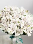 White Alstroemeria