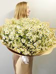 Sea of ​​daisies