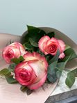 3 roses Jumelia