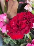 💎 «Важное чувство»